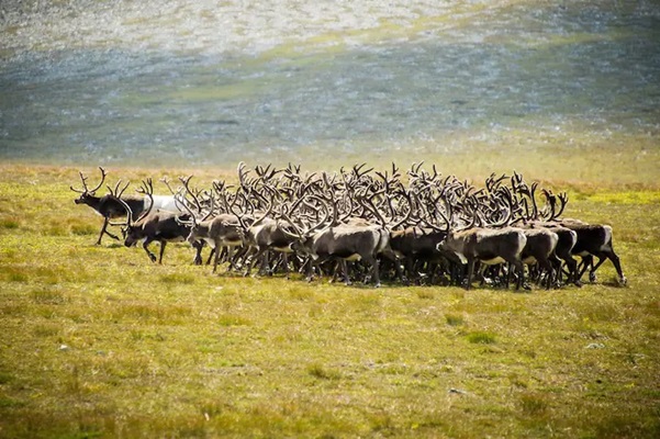 Reindeer
